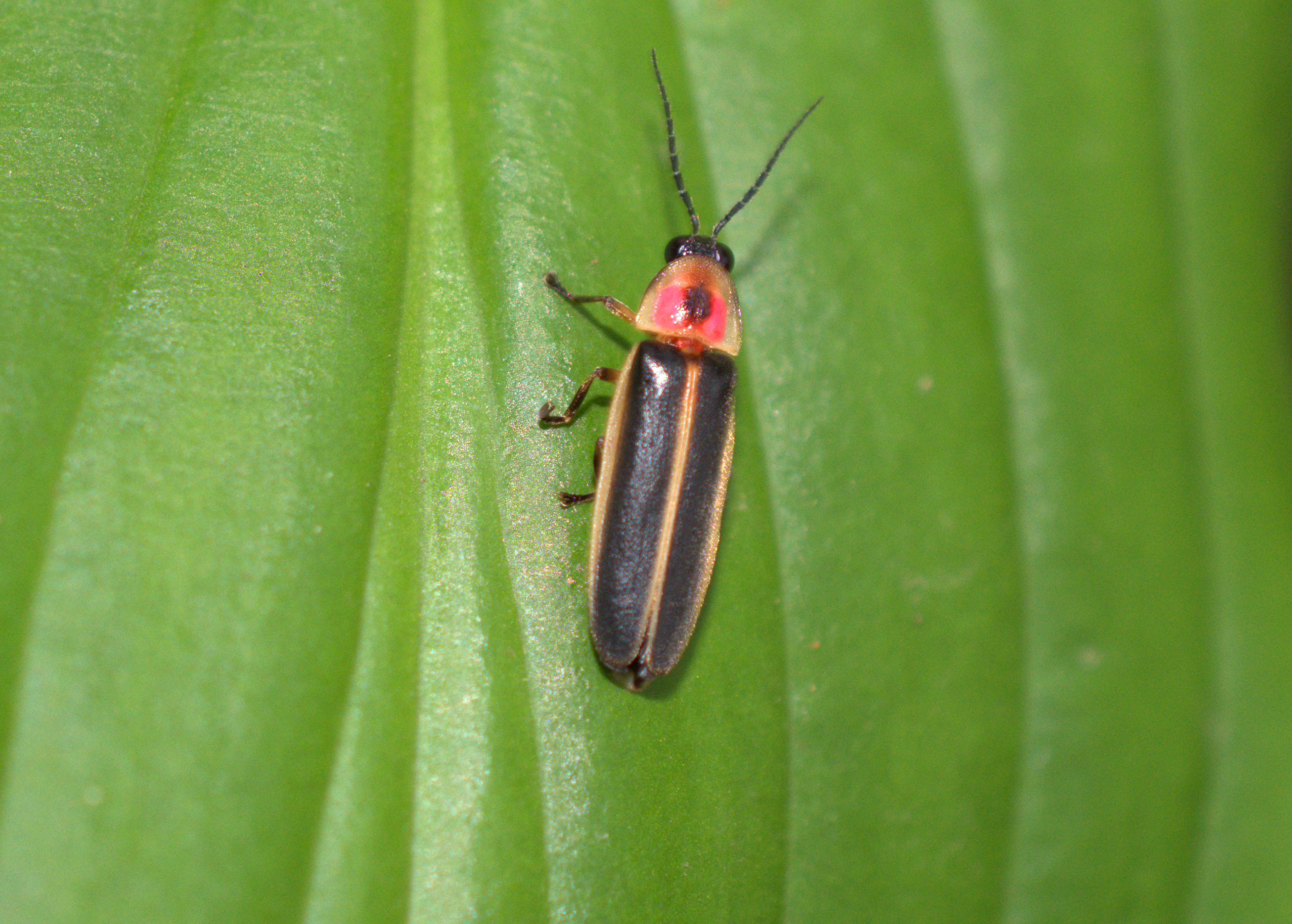 From RAW_Photinus Pyralis, common Eastern Firefly.jpg